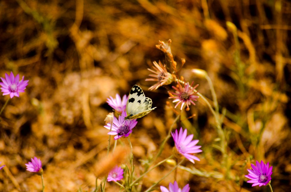 Flower, Flora, Plant, Spring