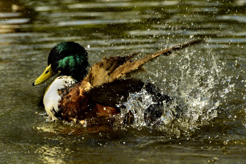 Bird, Duck, Mallard, Water