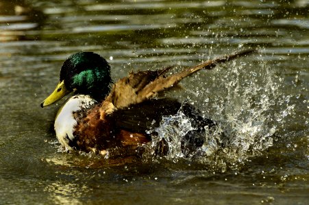 Bird, Duck, Mallard, Water photo