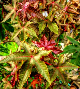 Plant, Leaf, Vegetation, Flora