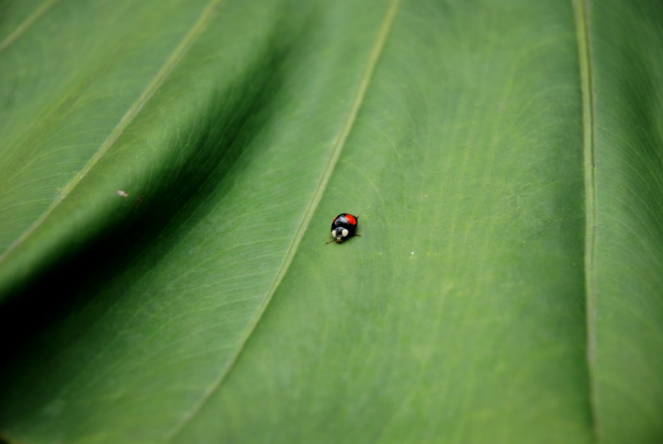 Green, Leaf, Water, Insect