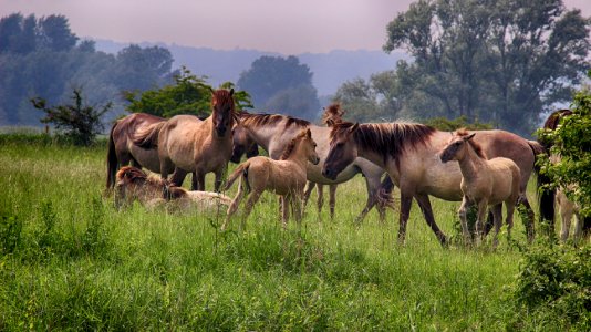 Ecosystem, Herd, Pasture, Horse photo