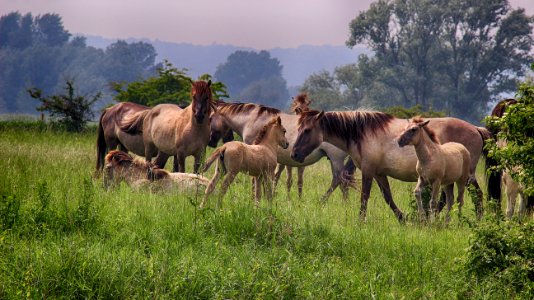 Ecosystem, Herd, Pasture, Horse