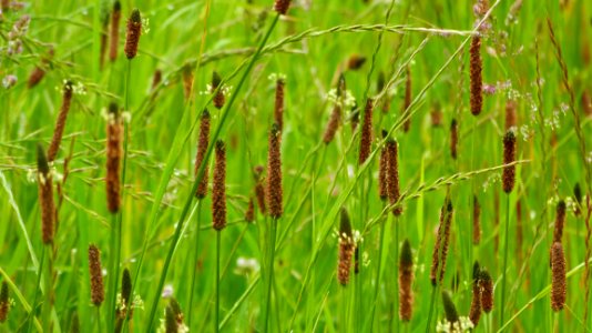 Vegetation, Grass, Grass Family, Ecosystem