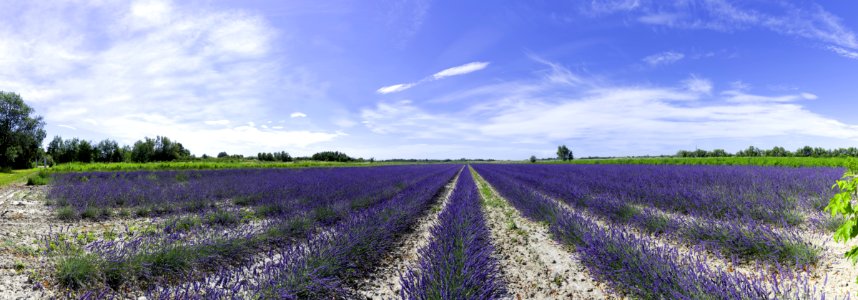 Field, Sky, English Lavender, Crop photo