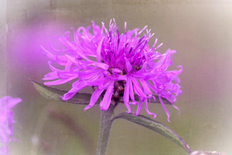 Flower, Purple, Pink, Flora