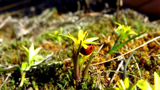 Plant, Flora, Vegetation, Leaf