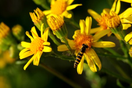 Flower, Yellow, Flora, Nectar