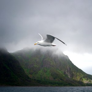 Seabird, Bird, Sea, Sky