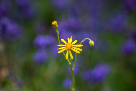 Flower, Flora, Purple, Wildflower