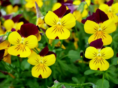 Flower, Yellow, Plant, Flowering Plant