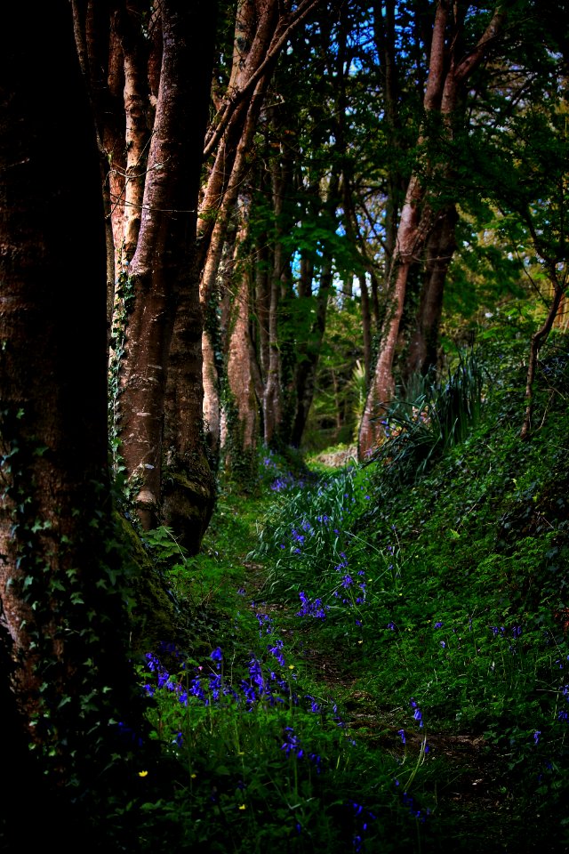 Woodland, Nature, Vegetation, Tree
