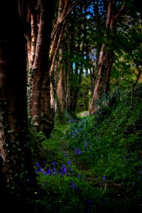 Woodland, Nature, Vegetation, Tree