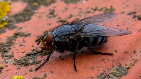 Insect, Fly, Invertebrate, Fauna