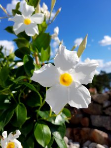 Flower, Plant, Flora, Flowering Plant