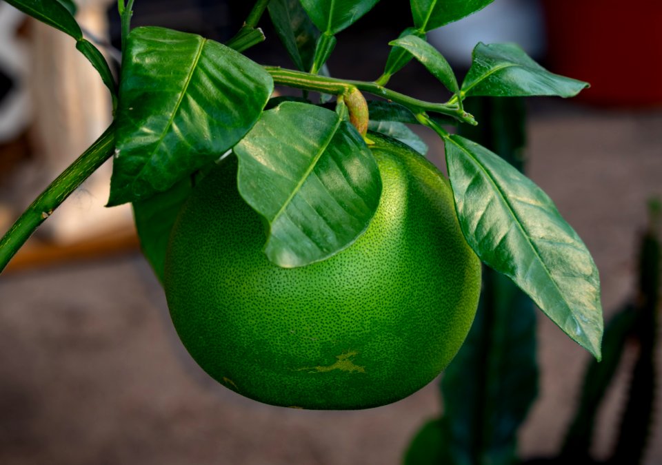 Citrus, Fruit, Leaf, Calamondin