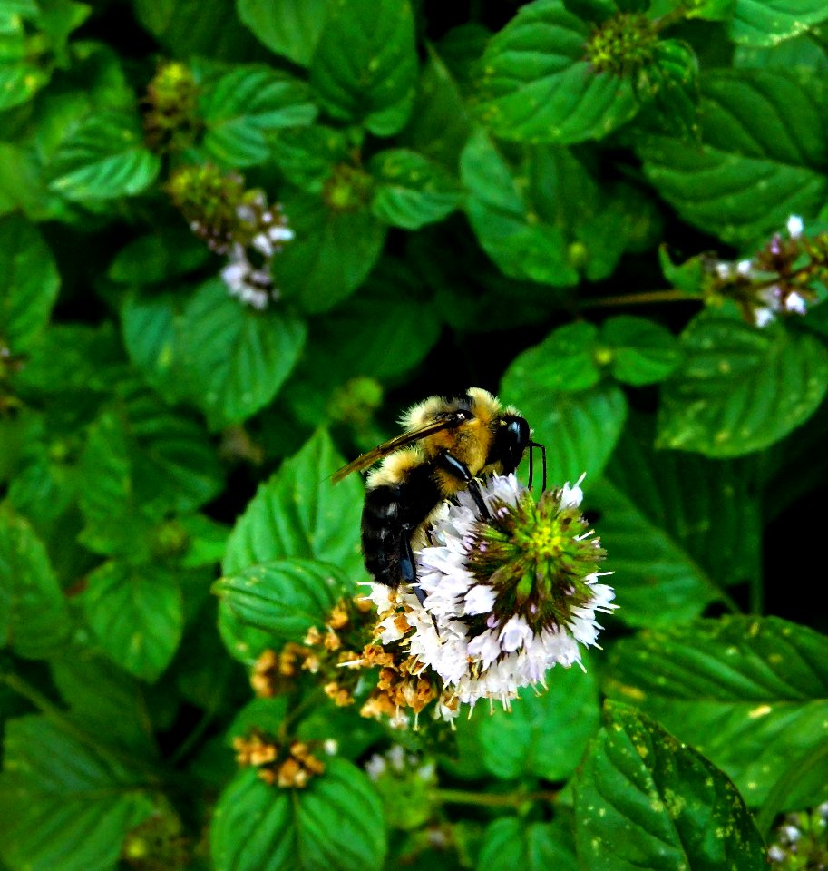 Bee, Insect, Pollinator, Membrane Winged Insect