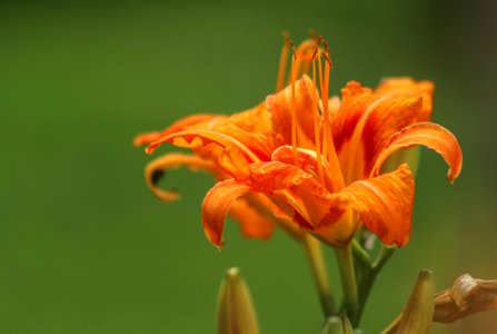 Flower, Lily, Orange Lily, Flora
