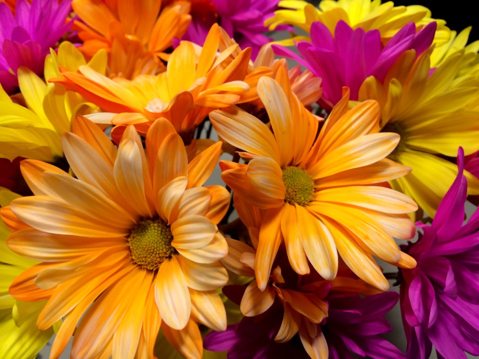 Flower, Yellow, Petal, Flora