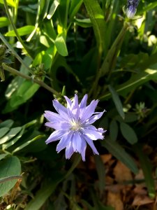 Plant, Flora, Flower, Chicory