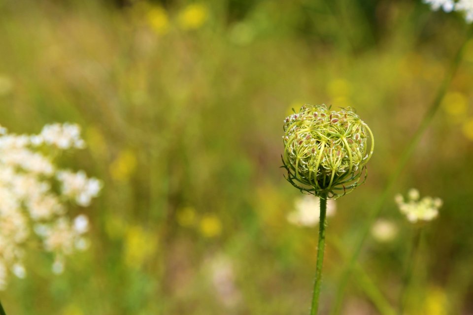Flower, Spring, Close Up, Plant