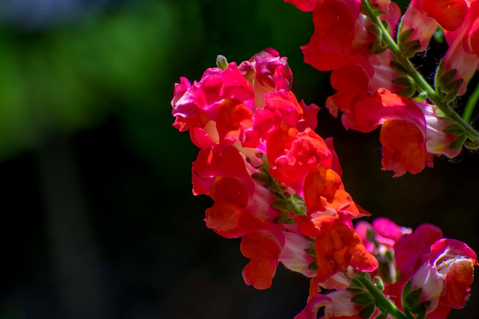 Flower, Pink, Flowering Plant, Plant