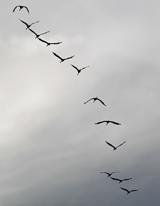 Flying formation animal world migratory birds photo