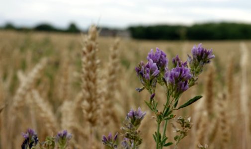 Lavender, Plant, Flower, Field photo