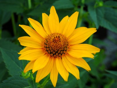 Flower, Yellow, Sunflower, Flora