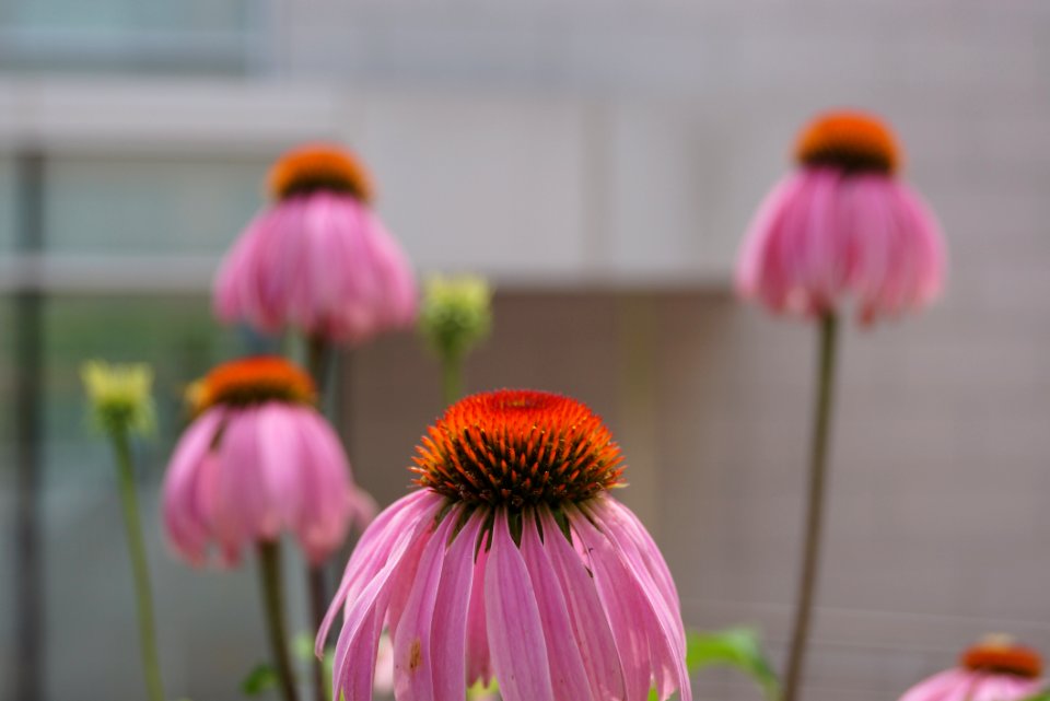 Flower, Coneflower, Plant, Petal