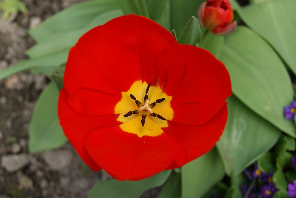 Tulip flowers nature