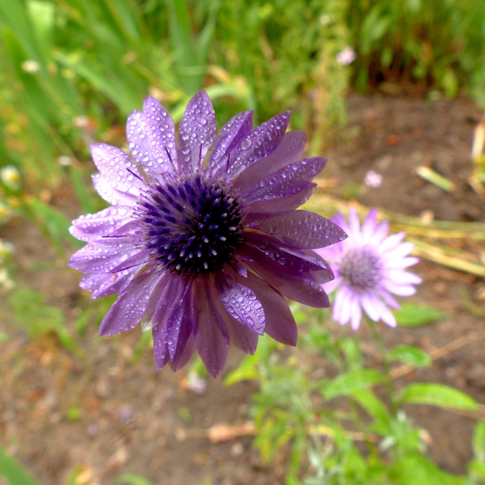 Flower, Flora, Purple, Plant