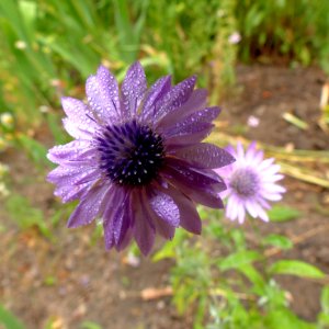 Flower, Flora, Purple, Plant