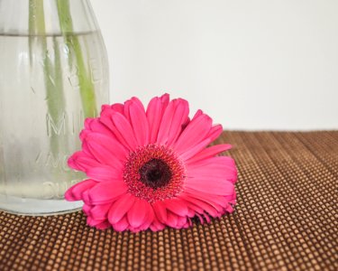 Flower, Pink, Gerbera, Flowering Plant photo