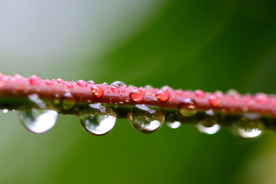 Water, Dew, Macro Photography, Moisture