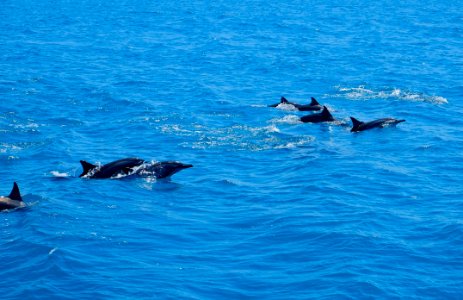 Dolphin, Water, Marine Mammal, Whales Dolphins And Porpoises photo