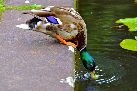 Bird, Duck, Water, Fauna photo
