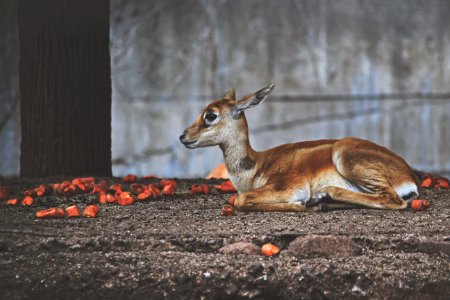 Wildlife, Fauna, Mammal, Deer photo