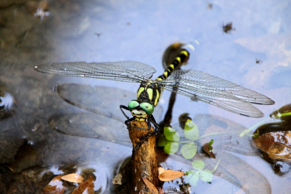 Dragonfly, Insect, Dragonflies And Damseflies, Invertebrate