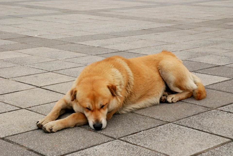 Dog, Dog Like Mammal, Dog Breed, Dog Breed Group