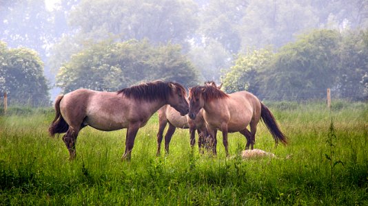 Horse, Grassland, Pasture, Ecosystem photo