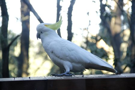 Bird, Fauna, Parrot, Beak