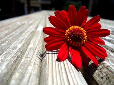 Flower, Red, Flora, Petal