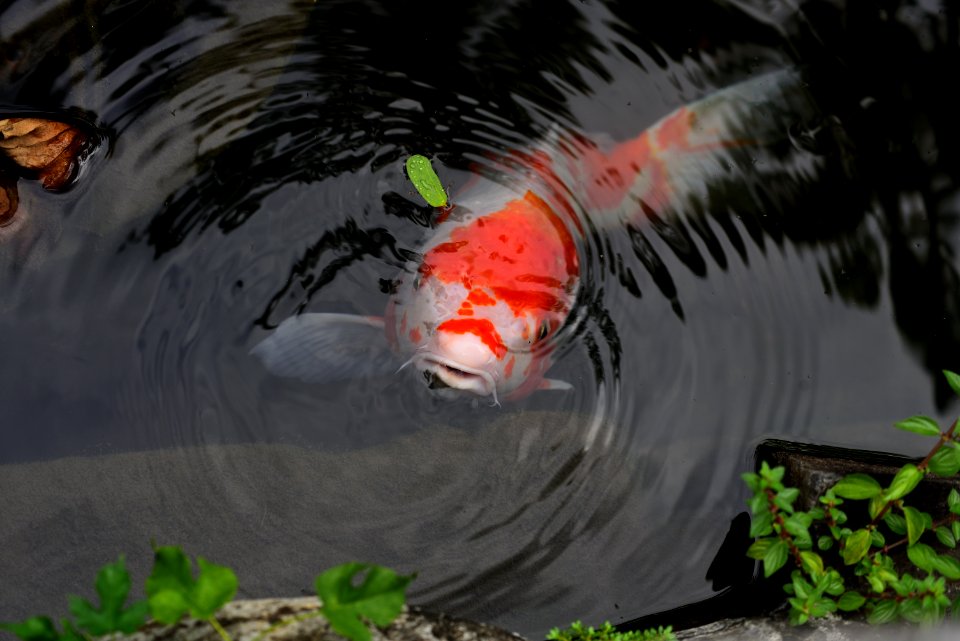 Koi, Water, Fish Pond, Pond