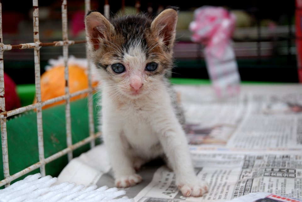 Cat, Small To Medium Sized Cats, Fauna, Whiskers