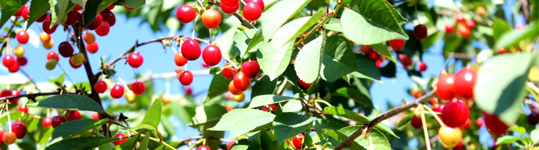 Plant, Leaf, Flora, Fruit