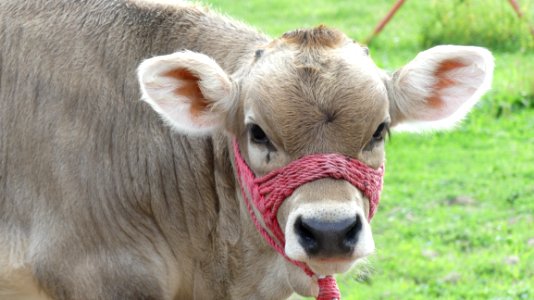 Cattle Like Mammal, Fauna, Snout, Terrestrial Animal