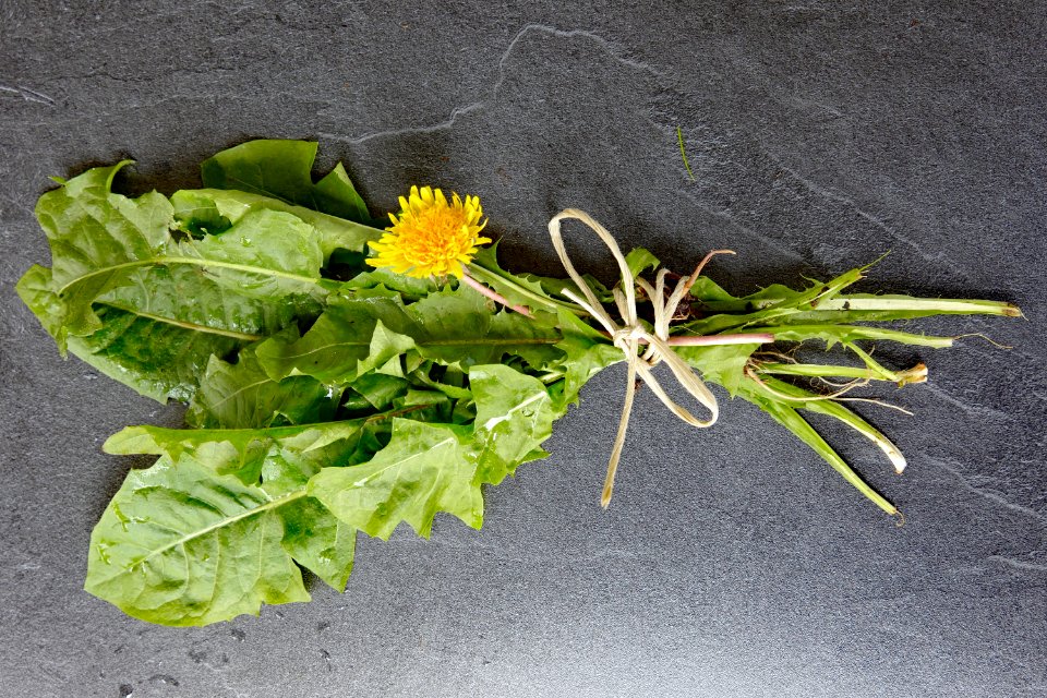 Plant, Leaf, Flower, Flora photo