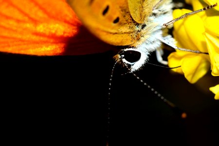 Yellow, Insect, Invertebrate, Macro Photography photo