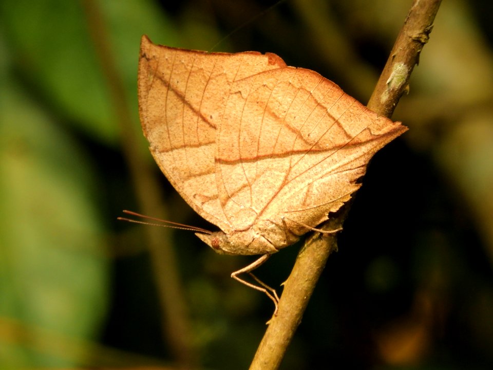 Leaf, Insect, Moth, Macro Photography